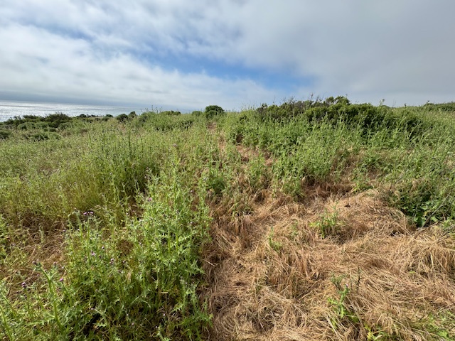 field of weedly thistle on the Fiscalini Ranch Preserve